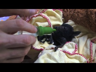 baby bats :3