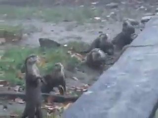not boring otters