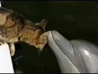 dolphin plays with a cat.