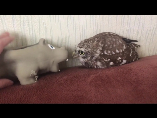 owl and toy hippo