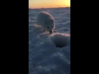 arrogant arctic fox