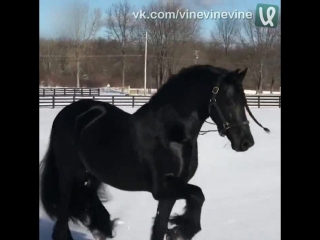 very beautiful horse