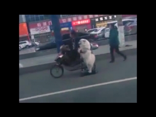 electric scooter dog