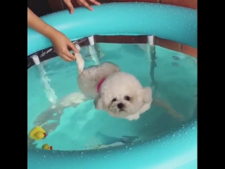 dog is taught to swim