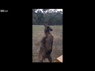 it's fun to live in australia, you sit like that, and a kangaroo visits you