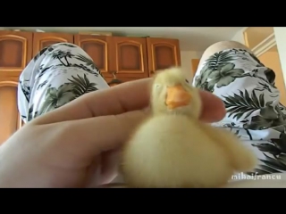 cute duck)