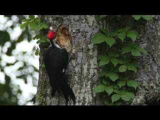 timelapse - a woodpecker hammers a hollow