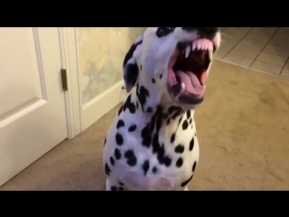 13 ridiculous and cute sneezing animals (vine video)