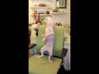 even a dog dances better than you