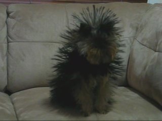 dog and static electricity :)