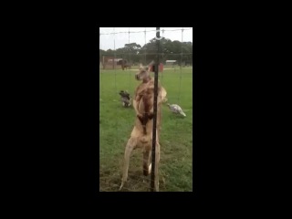 kangaroo on steroids (not vine)