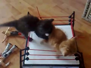 brutal battle in the ring