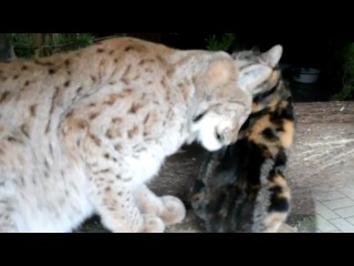 domestic cat dusya and her lynx friend linda at the st. petersburg zoo.