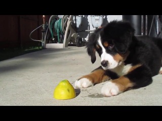 puppy against lemon :)