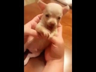 cute puppy laughing