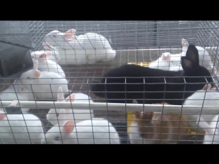 arrangement of a cage for rabbits author a salov
