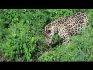 how the jaguar fishes