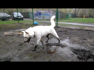 do you still want a white husky?)))