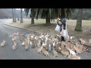 girl feed japanese rabbits