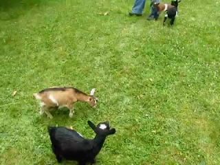 turbo goats