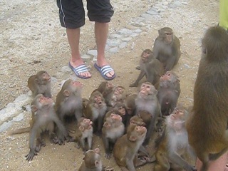 feed the evil monkeys on the island