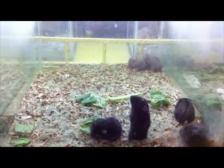 hamster reaction to harlem shake