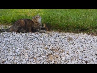 cat attacked by lunch