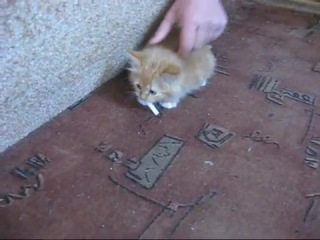 how to wean a cat from smoking?