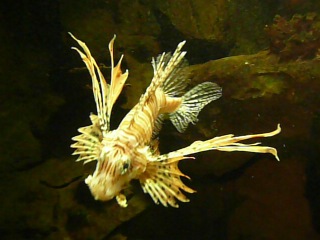 oceanarium. winged fish