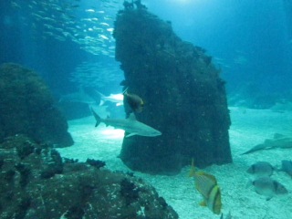 mysterious underwater world aquarium in lisbon