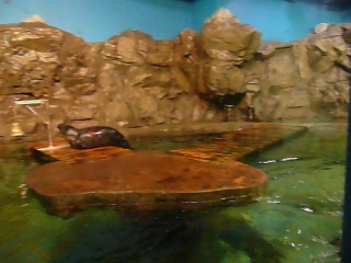 oceanarium. the seal did somersaults :)