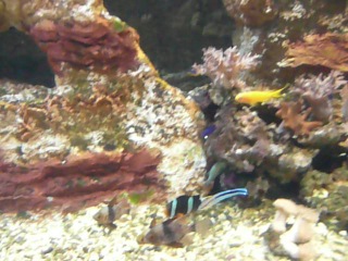 oceanarium. black clown fish