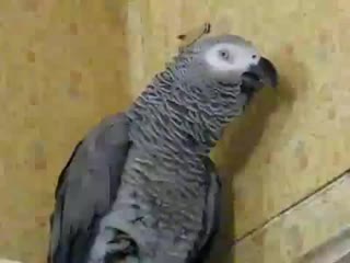 talking parrot